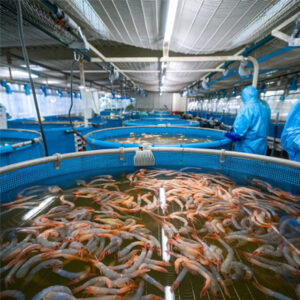 BIENESTAR ANIMAL Y MANEJO DE PECES VIVOS EN TRANSPORTE